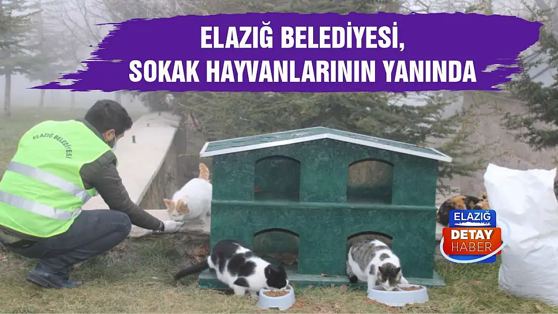 Elazığ Belediyesi, Sokak Hayvanlarının Yanında