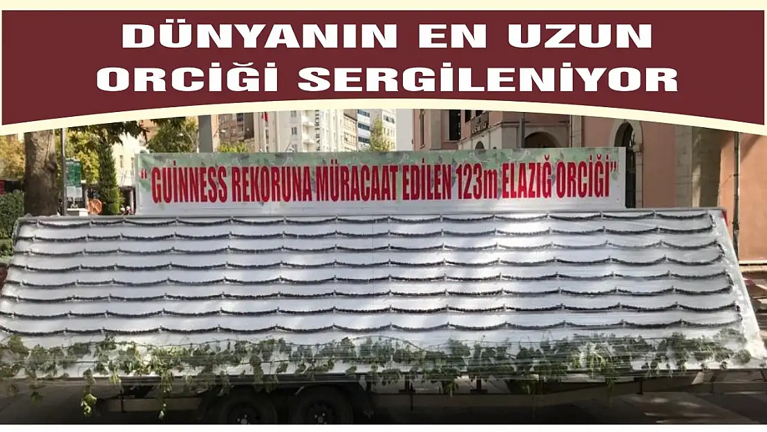 Dünyanın En Uzun Orciği Sergileniyor 