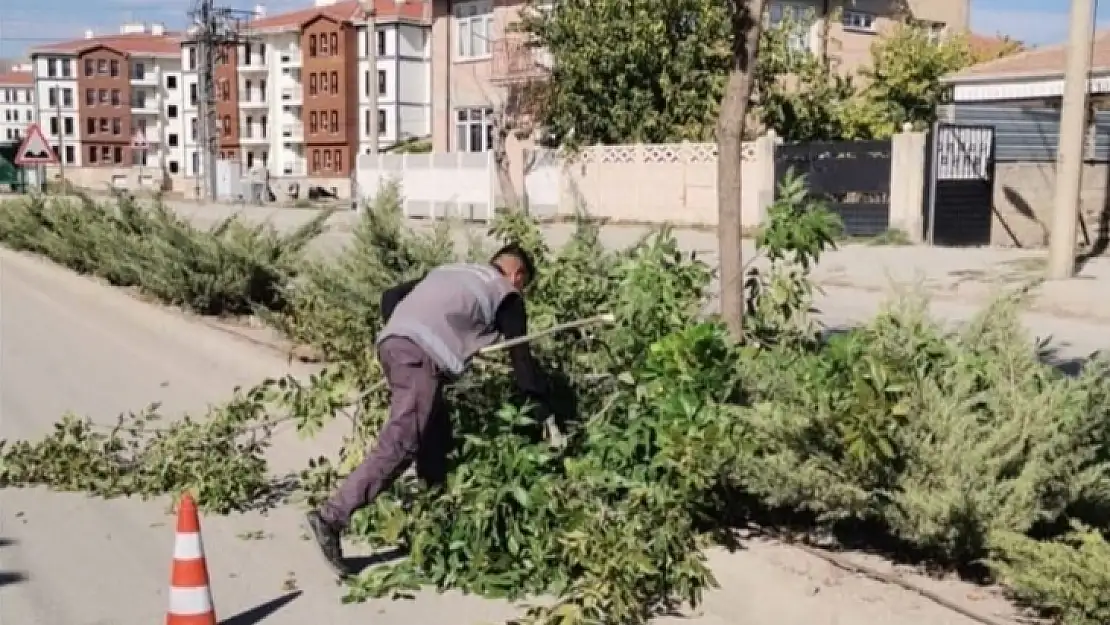 Elazığ Belediyesinden ağaç budama çalışması  