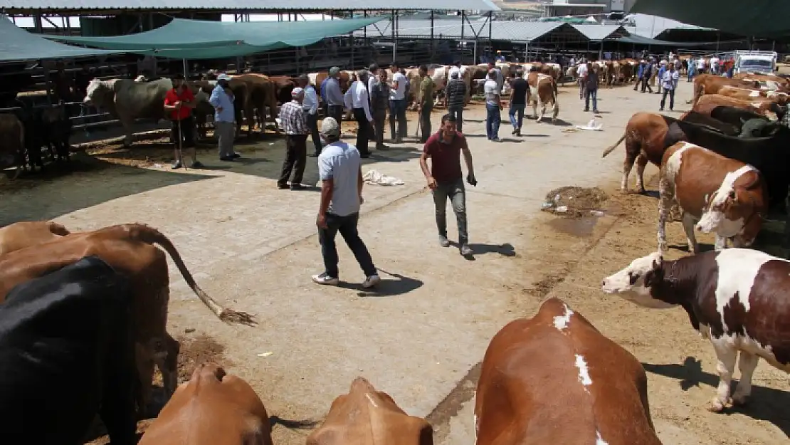 Elazığ'da kurban fiyatları bir yılda yüzde 100 zamlandı 