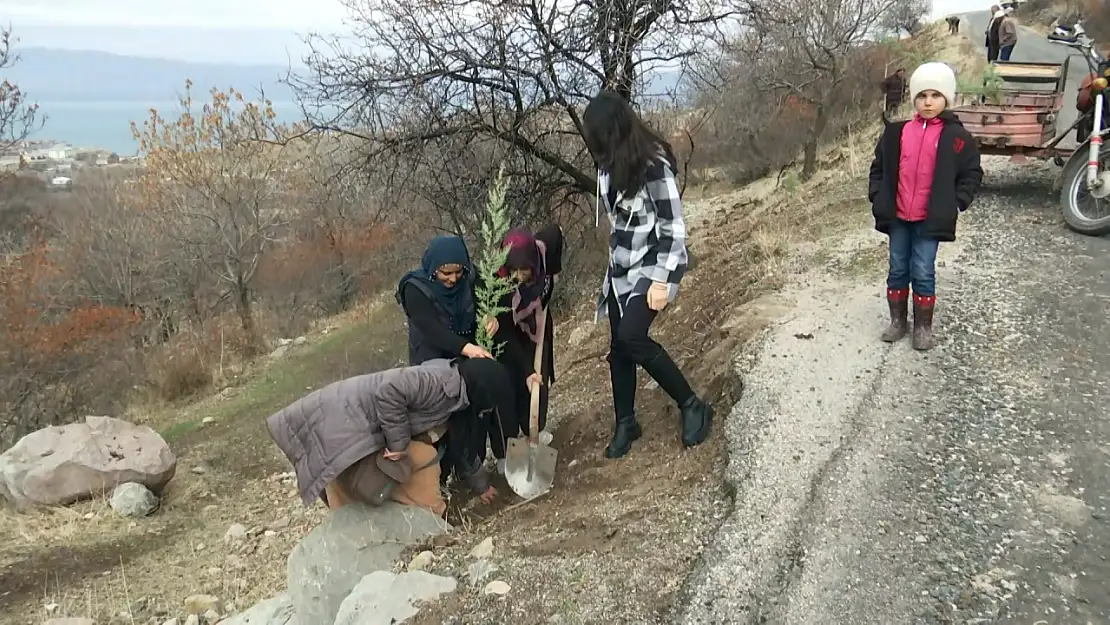 İçme Köyü'nde 400 çam ağacı dikildi