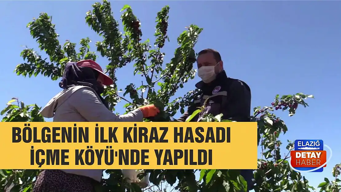 Bölgenin İlk Kiraz Hasadı İçme Köyü'nde Yapıldı