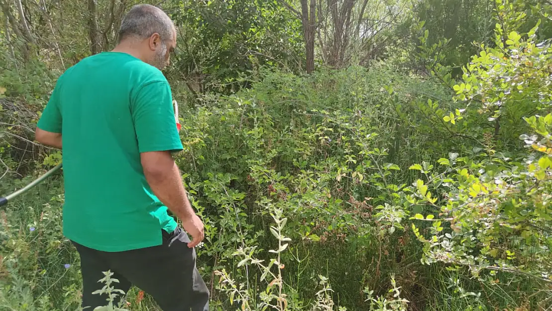 Türkiye'nin entomolojik çeşitliliğine yeni bir halka daha eklendi