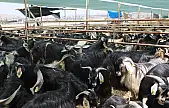 Elazığ Belediyesi, kurban satış ve kesim alanını açıkladı