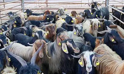 Elazığ Belediyesi kurban satış ve kesim alanındaki hazırlıklar tamamlandı