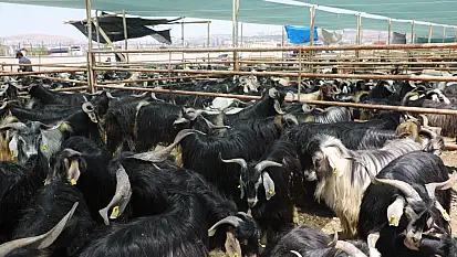 Elazığ Belediyesi, kurban satış ve kesim alanını açıkladı