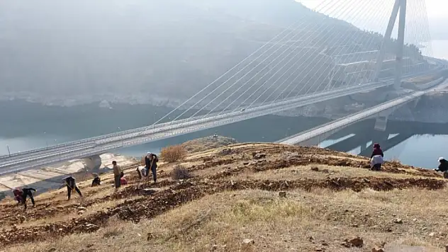 Kömürhan Köprüsü'nün her iki yakası ağaçlandırılıyor