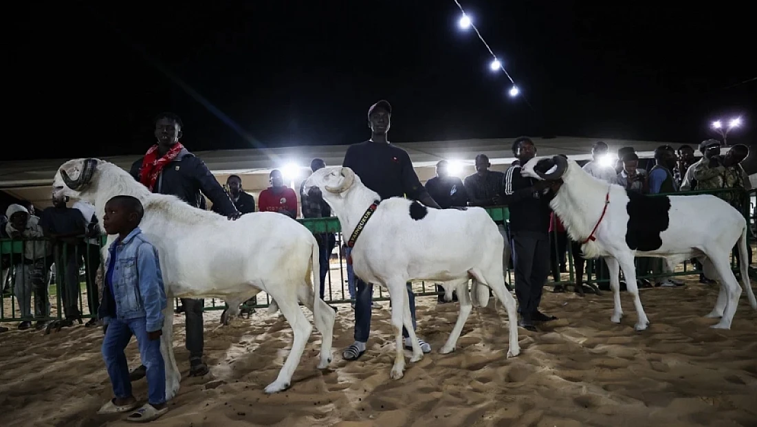 Bu koyunların tanesi 2,5 milyondan satılıyor