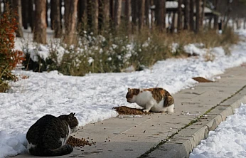 Elazığ Barosu'ndan duyarlılık çağrısı!