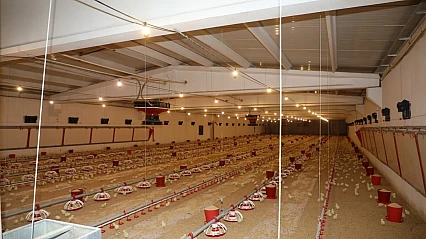 Elazığ'da kanatlı üretimi iki katına çıktı