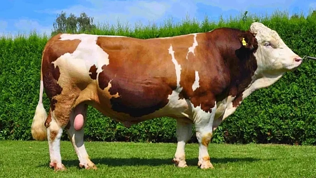 2025 yılı kurban fiyatları cep yakıyor!  Vatandaş kara kara düşünüyor