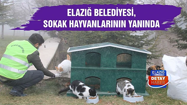 Elazığ Belediyesi, Sokak Hayvanlarının Yanında