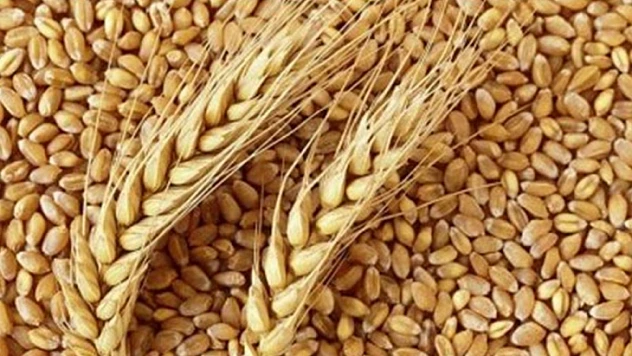 Buğdaya yüzde 22 zam geldi! 