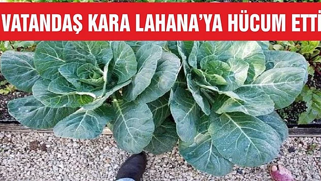 Corona virüsünün çaresi kara lahana mı?
