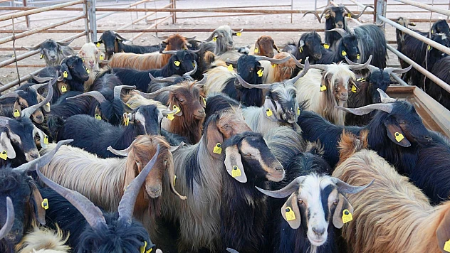 Elazığ Belediyesi kurban satış ve kesim alanındaki hazırlıklar tamamlandı