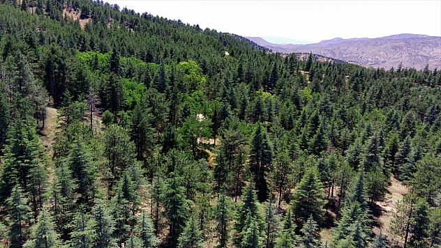 Elazığ'da ormanlara giriş yasaklandı
