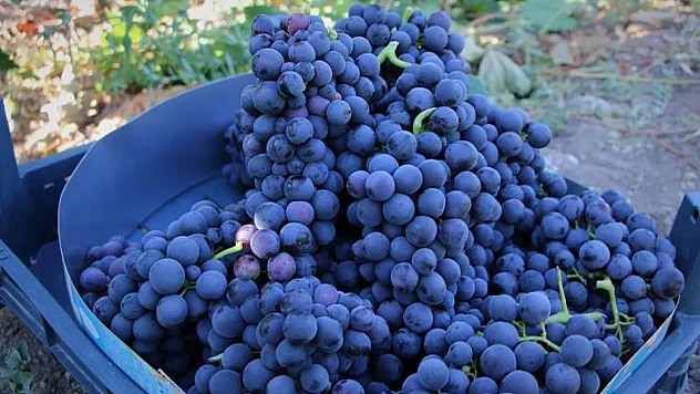 Elazığ Şarap Fabrikası taşınıyor mu? 