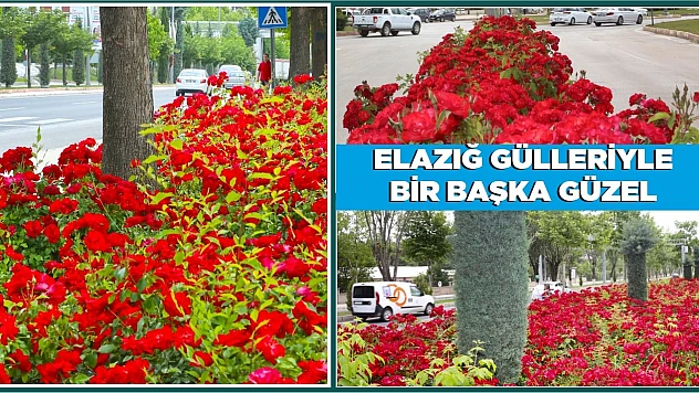 Elazığ Gülleriyle Bir Başka Güzel