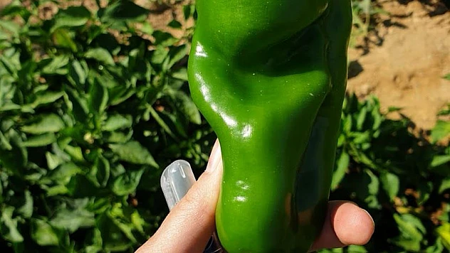 Keban Biberinin tescil belgesi alındı