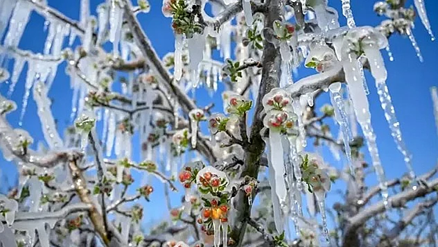 Zirai Don Elazığlı Çiftçiyi Vurdu: Üretici Zor Durumda