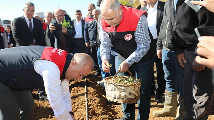 5 bin çilek fidesi toprakla buluştu