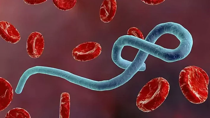 Ebola virüsü yeniden hortladı!