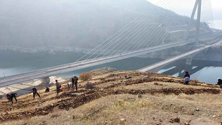 Kömürhan Köprüsü'nün her iki yakası ağaçlandırılıyor
