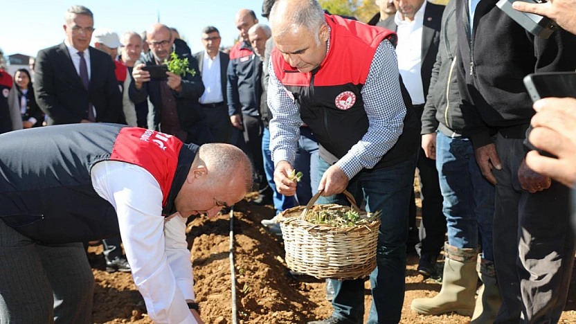 5 bin çilek fidesi toprakla buluştu