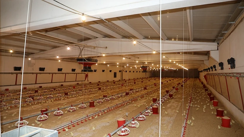 Elazığ'da kanatlı üretimi iki katına çıktı